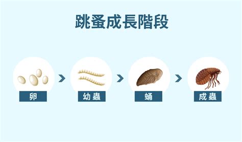 家中有跳蚤怎麼辦|房間怎麼除跳蚤怎麼辦？本篇圖解分析跳蚤咬痕，教你。